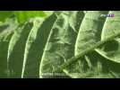 Éleveurs d'insectes : l'alternative aux pesticides