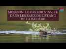 Mouzon: le castor s'invite dans les eaux de l'étang de la Balière