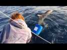 En pleine pratique du wingfoil, il sauve un dauphin et son petit en baie de Saint-Cyr