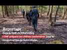 Reportage: Dans la forêt de Villefermoy, l'ONF prépare ses chênes centenaires pour la reconstruction de Notre-Dame