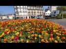 Les belles tulipes des rd points troyens
