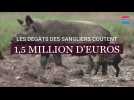 Les dégâts des sangliers coûtent 1,5 million d'euros aux chasseurs de l'Aisne