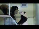 Les pandas Huan Huan et Yuan Zi s'accouplent au Zoo de Beauval