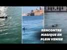 Deux dauphins filmés dans la lagune de Venise