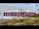 Les cueillettes autour de Reims armées contre le froid