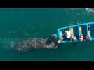 Au Mexique, les baleines grises sauvent le tourisme nautique