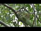 Martinique: sur l'îlet Chancel, l'iguane endémique, espèce en danger