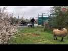 Transhumance des moutons de prés salés