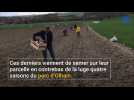 La vigne a le vent en poupe dans le Bruaysis