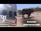 À Arles, trois taureaux s'échappent des Arènes en pleine séance photo