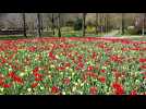 Pleine floraison pour le parc du Keukenhof aux Pays Bas