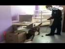 VIDÉO. Vannes : entraînement avec Diana, chien policier
