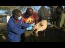 Au Kenya, des dromadaires sous haute surveillance pour éviter un autre coronavirus