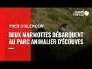 VIDÉO. Orne : deux marmottes débarquent au parc animalier d'Écouves