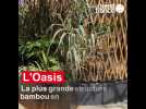 L'Oasis, à Terra Botanica 2