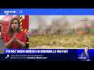 295 hectares brûlés en Gironde, le feu fixé - 28/07