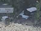 Rats gare d'Annemasse