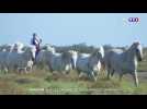 Évasion : sur les chemins de la Camargue sauvage