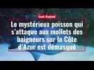 Côte d'Azur. Le mystérieux poisson qui s'attaque aux mollets des baigneurs est démasqué
