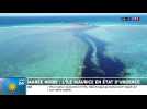Ile Maurice : ce qu'il faut savoir sur la marée noire