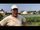 Sylvain Dewalle, maraîcher, à la peine avec le chou-fleur face à la canicule