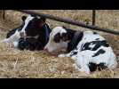 Florent Carpentier éleveur de vaches laitieres à Villers-Outreaux 01