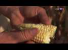 Sécheresse : les agriculteurs récoltent déjà le maïs en Haute-Vienne