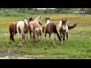 La grande traversée des chevaux sauvages de Chincoteague aux États-Unis