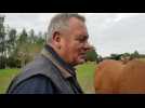 Chevaux mutilés : réaction de Bernard Lesage éleveur à Verquigneul