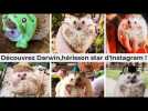 Darwin, hérisson star d'instagram !