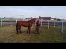 La Capelle : à la découverte du métier de chuchoteur auprès des chevaux
