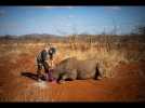 Saving the Survivor : l'ONG du Dr Jonas Marais donne une chance de survie aux rhinocéros d'Afrique