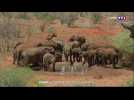 Comment expliquer le baby-boom des éléphants au Kenya ?
