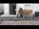 L'homme qui marche avec sa vache