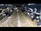 Les canettes aluminium et les vaches