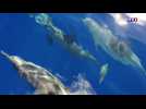 Les dauphins, des espèces protégées sur l'île de La Réunion
