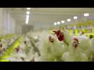 Des traces de coronavirus découvertes sur du poulet surgelé brésilien