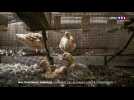 Vidéo choc d'un élevage de canards : l'Etat ordonne la fermeture d'un bâtiment