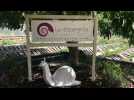 Les Escargots du Pays d'Othe