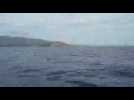 Des dauphins au large du Cap Béar