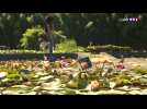 Voyage au jardin des nénuphars de Temple-sur-Lot