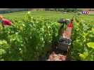 L'heure des vendanges a sonné en Champagne