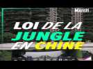 La loi de la jungle en Chine