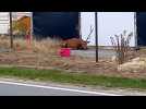 Chasse à courre : un cerf traqué se réfugie près d'un chantier à Compiègne