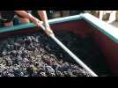 Les vendanges chez Delalex à Marin