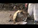Pontivy. Un énorme nid de frelons asiatiques détruit