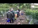 Des vendanges précoces sur le terril viticole d'Haillicourt