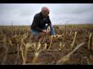 Avesnes-le-sec : un producteur de pommes de terre fait le point