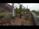 Haillicourt : les vendanges sur le terril