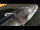 Notre part animale
